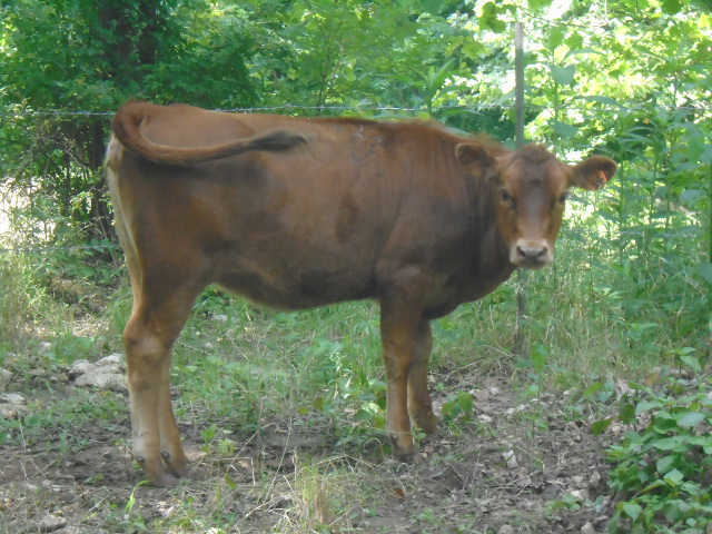 South Poll Jersey cross heifer, 6 months old
