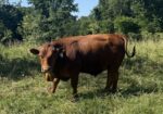 15 month old Bulls for sale — both Fullblood and Purebred available 5 to choose from