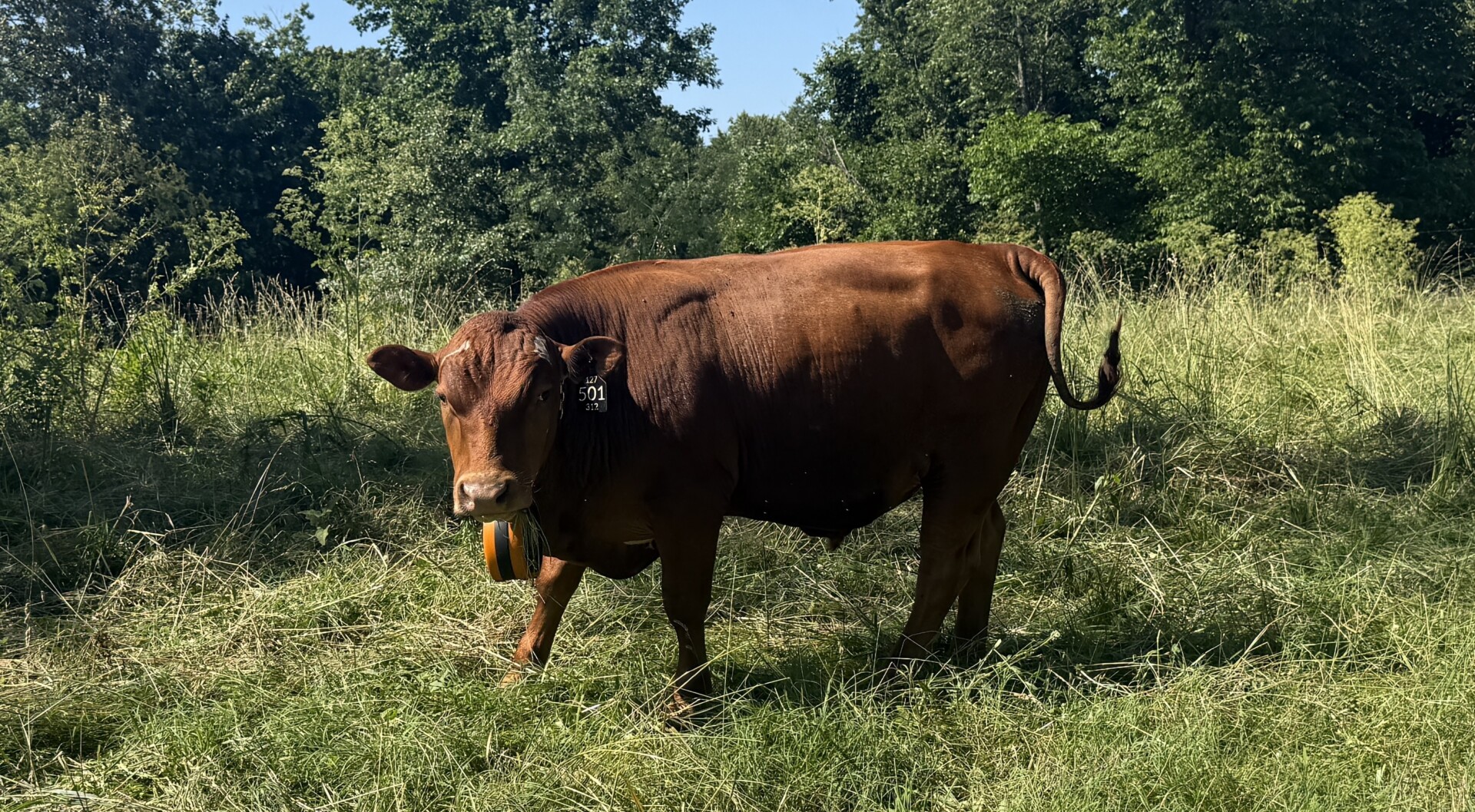 15 month old Bulls for sale — both Fullblood and Purebred available 5 to choose from