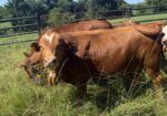 15 month old Bulls for sale — both Fullblood and Purebred available 5 to choose from