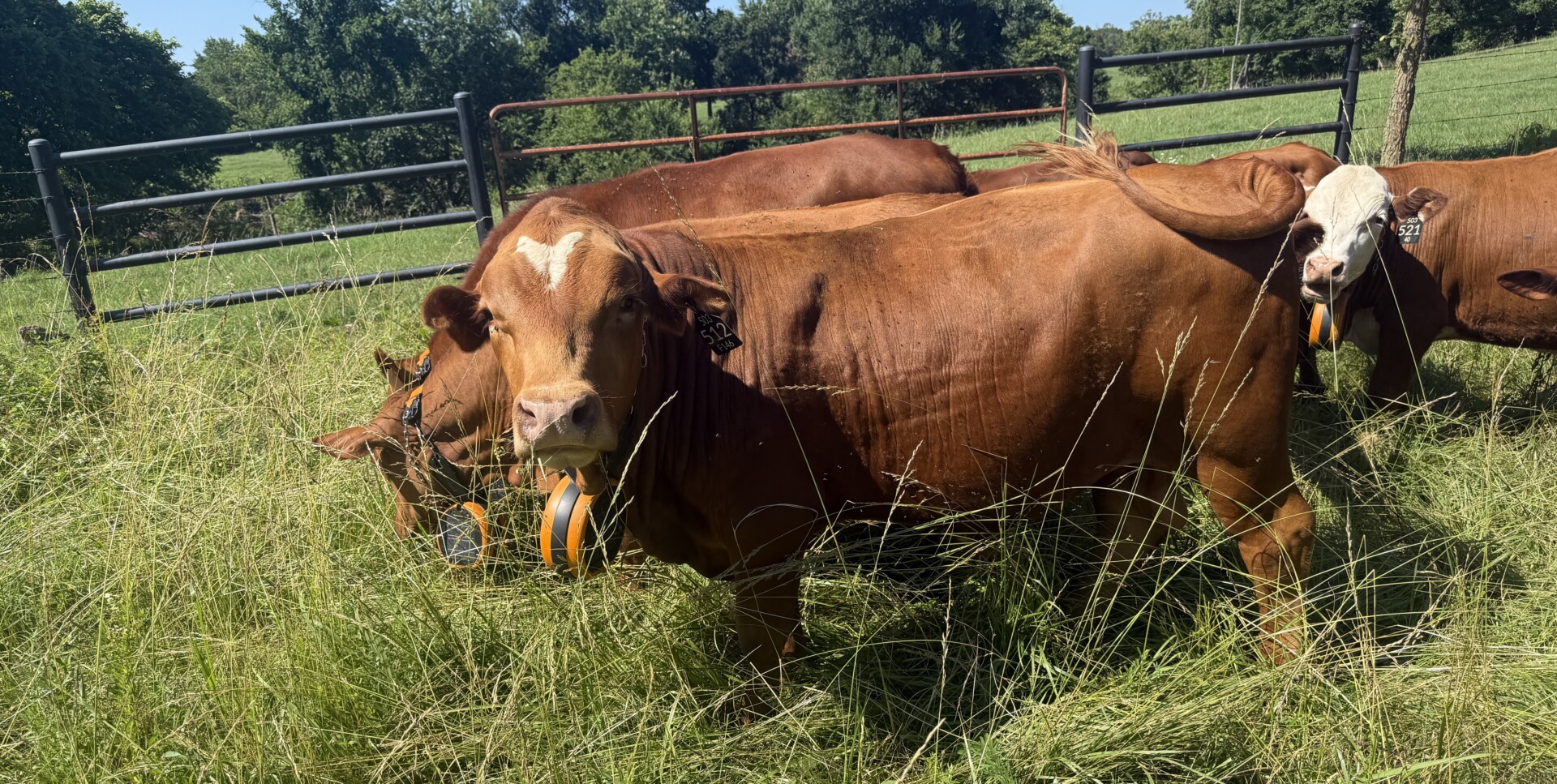 15 month old Bulls for sale — both Fullblood and Purebred available 5 to choose from