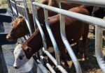 75% Heifer for sale