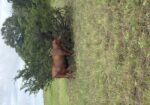 Registered 27 month old full blood for sale