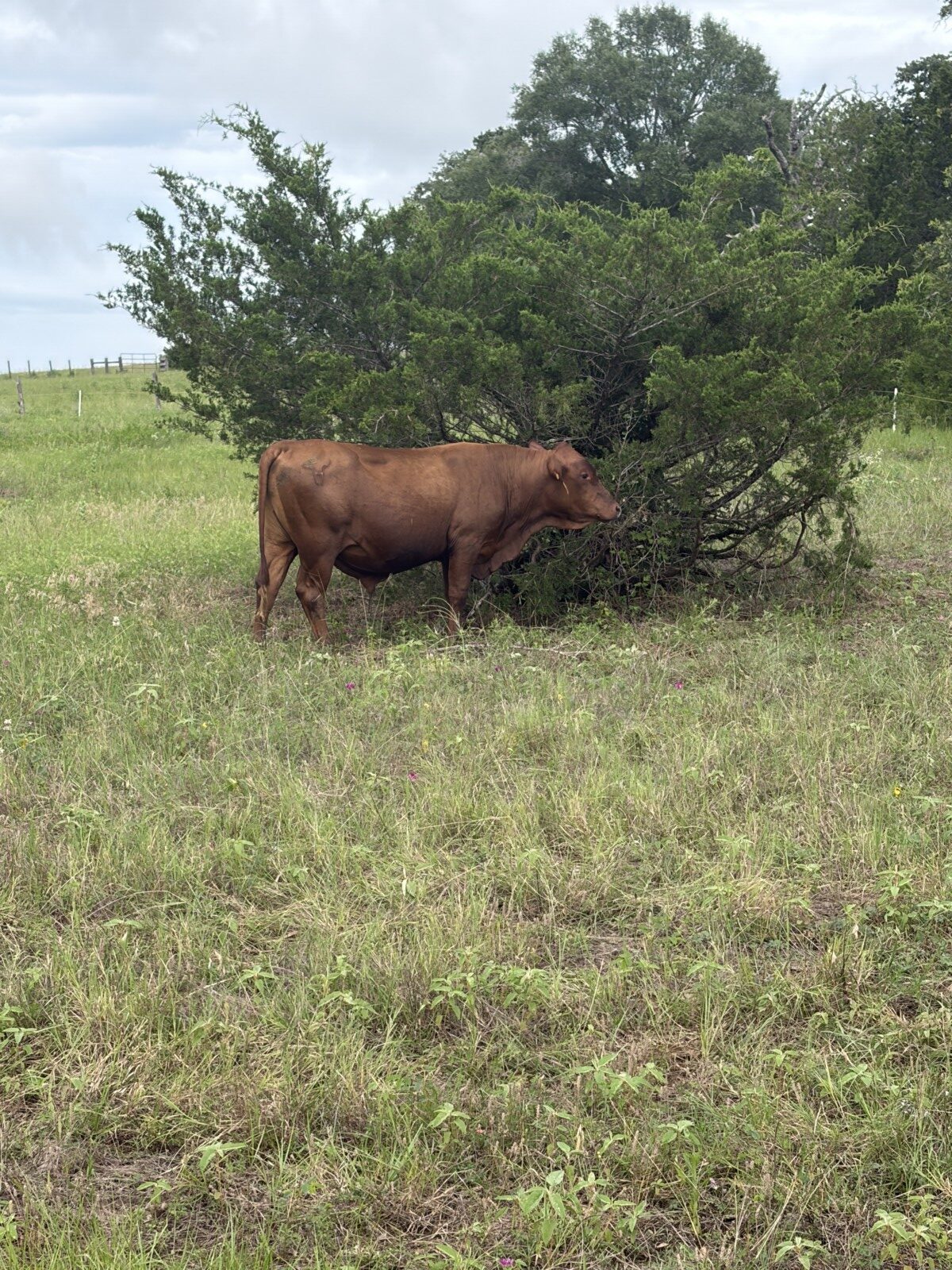 Registered 27 month old full blood for sale