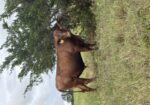 Registered 27 month old full blood for sale
