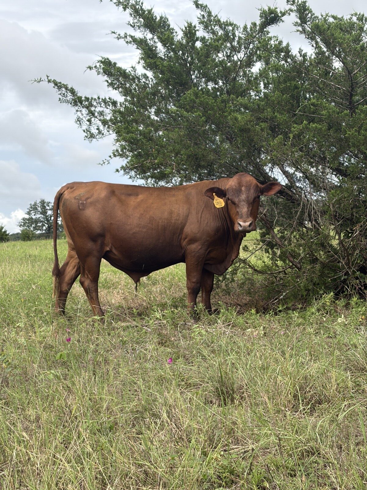 Registered 27 month old full blood for sale