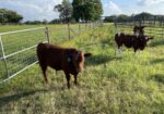 Fall Calf Crop – 8 (75%) Steers, 2 (75%) Heifers), 2 (100%) Heifers