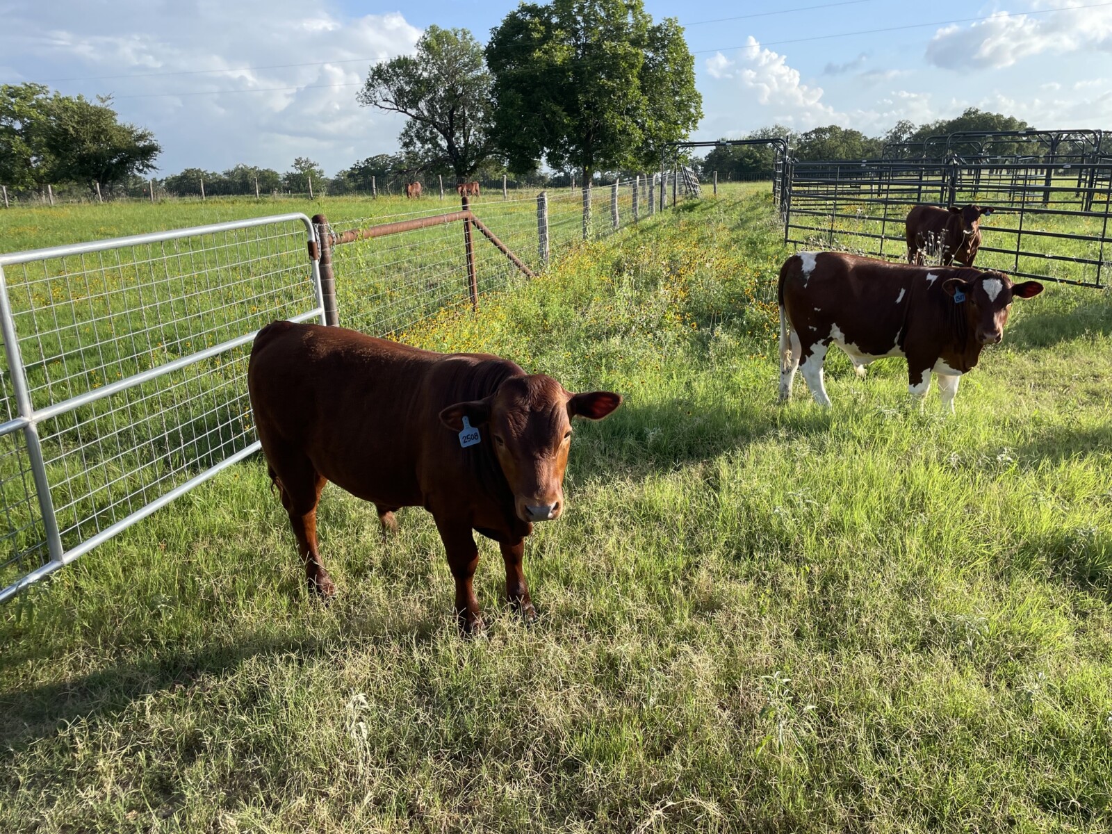 Fall Calf Crop – 8 (75%) Steers, 2 (75%) Heifers), 2 (100%) Heifers
