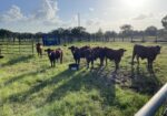 Fall Calf Crop – 8 (75%) Steers, 2 (75%) Heifers), 2 (100%) Heifers