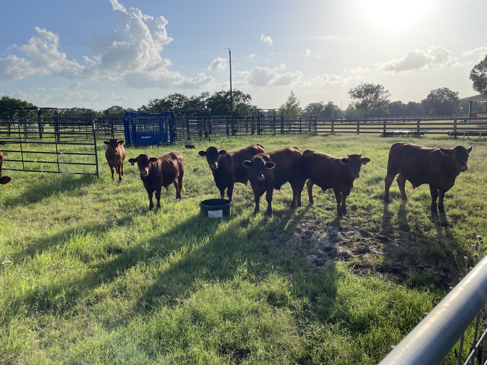 Fall Calf Crop – 8 (75%) Steers, 2 (75%) Heifers), 2 (100%) Heifers