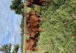 Fall Calf Crop – 8 (75%) Steers, 2 (75%) Heifers), 2 (100%) Heifers