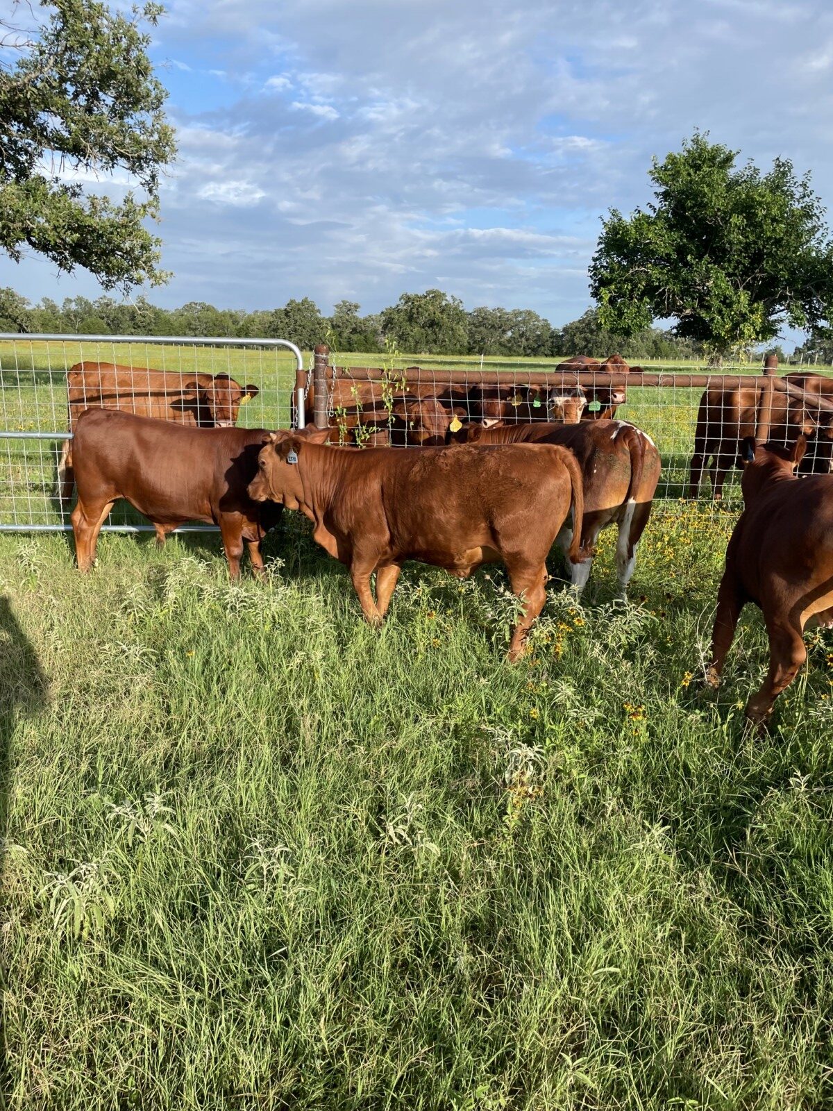 Fall Calf Crop – 8 (75%) Steers, 2 (75%) Heifers), 2 (100%) Heifers