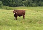 Registered Purebred (93.75%) South Poll Bull