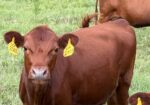 Registered Purebred (93.75%) Heifer