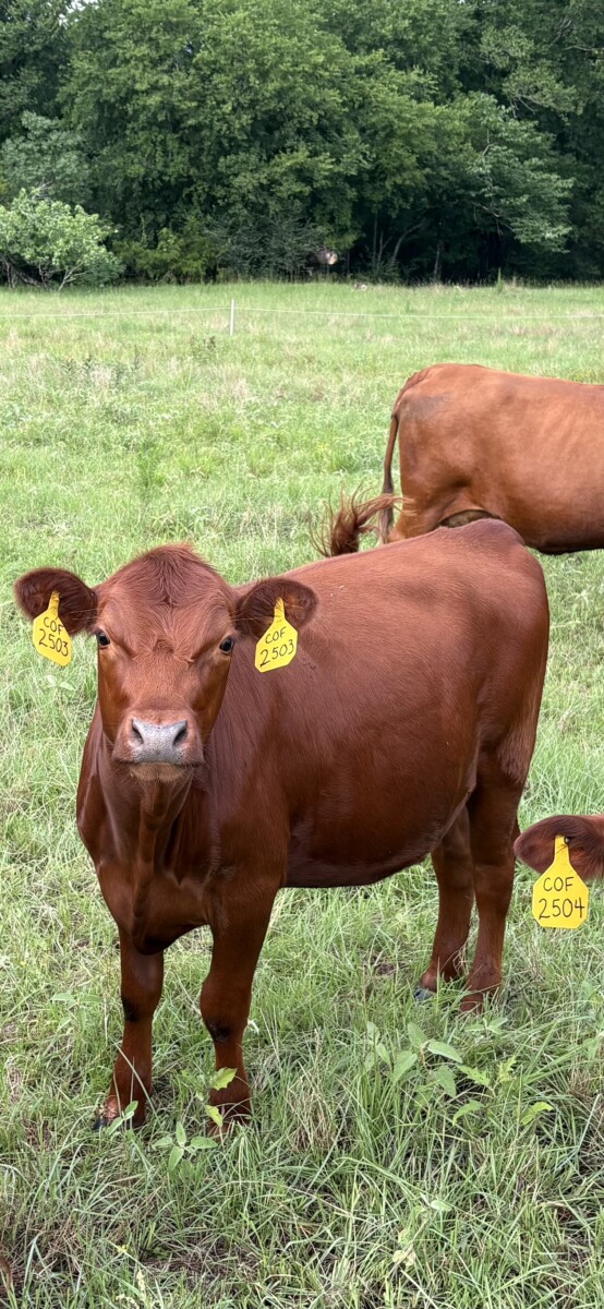 Registered Purebred (93.75%) Heifer