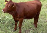 Registered Purebred (93.75%) Heifer