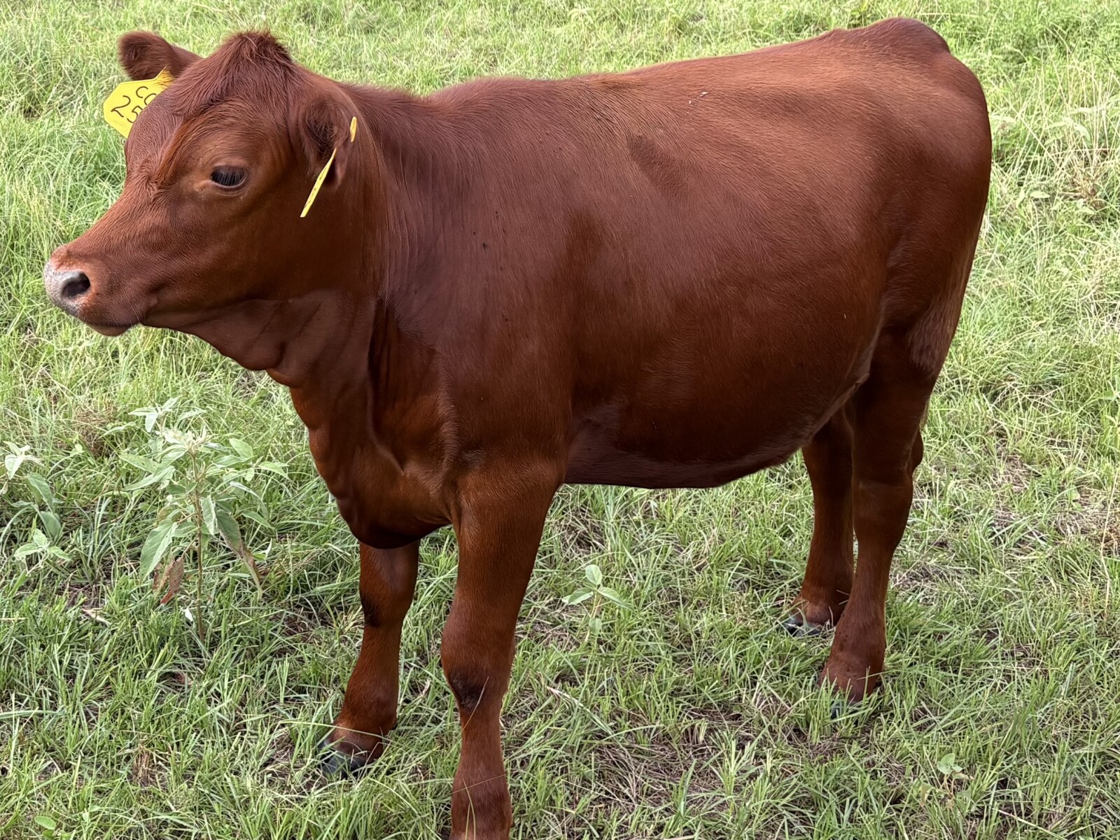 Registered Purebred (93.75%) Heifer