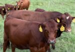 Registered Purebred (93.75%) Heifer