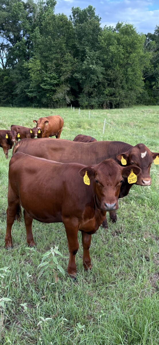 Registered Purebred (93.75%) Heifer