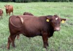 Registered Purebred (93.75%) South Poll Bull