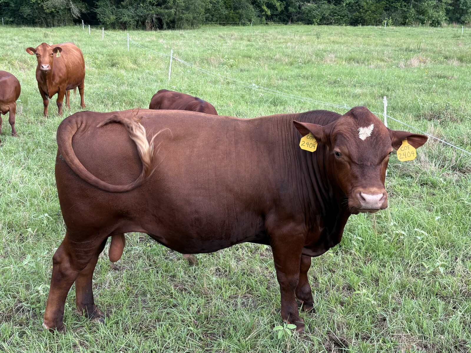 Registered Purebred (93.75%) South Poll Bull