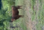 Percentage South Poll Heifers