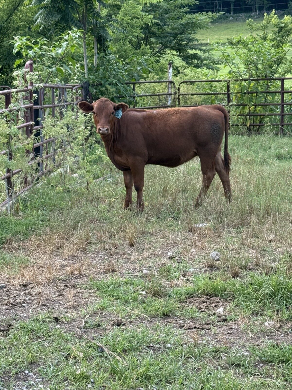 Percentage South Poll Heifers