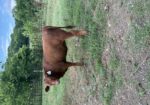 Percentage South Poll Heifers