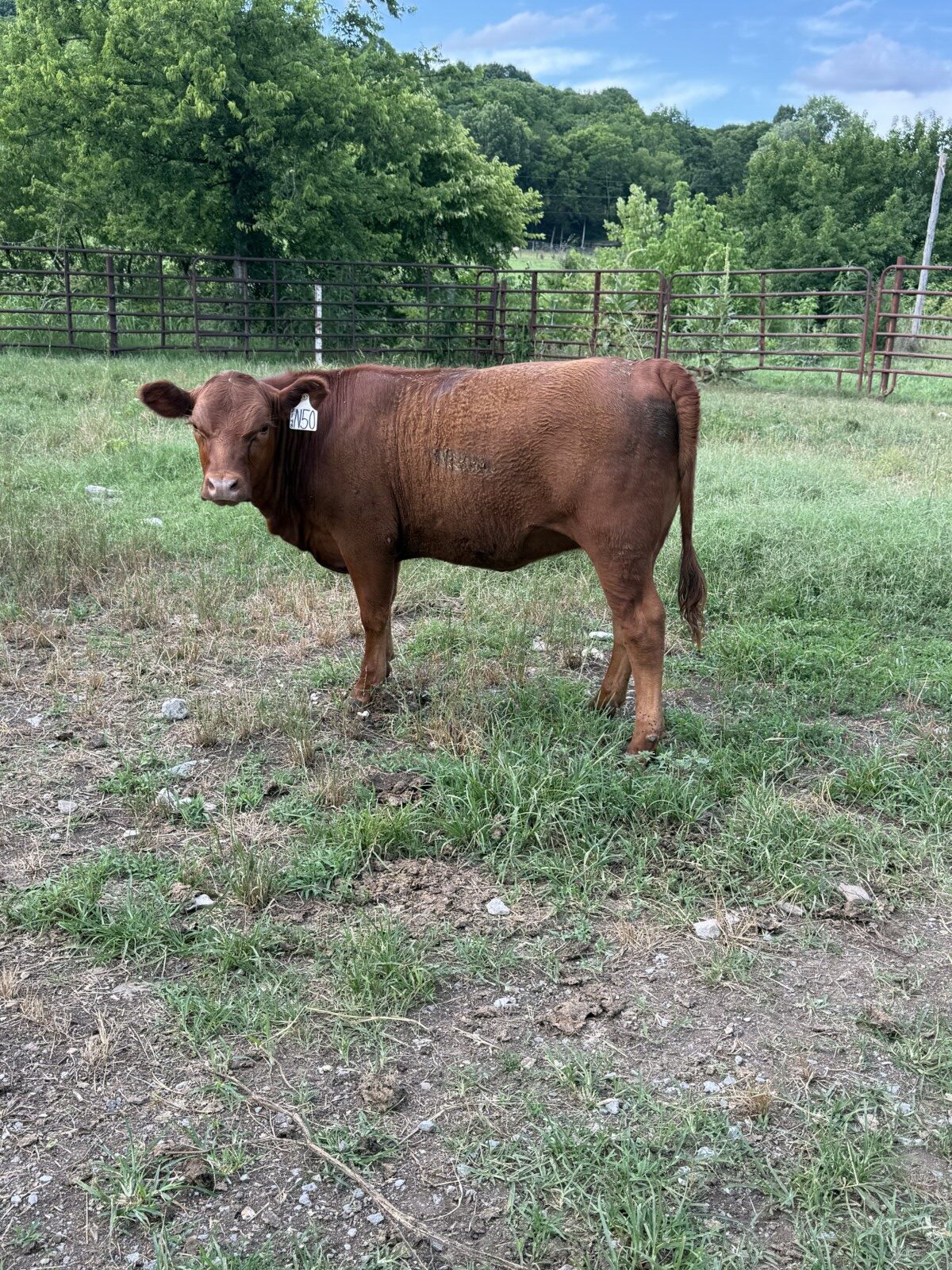 Percentage South Poll Heifers