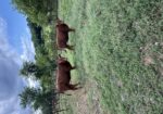 Percentage South Poll Heifers