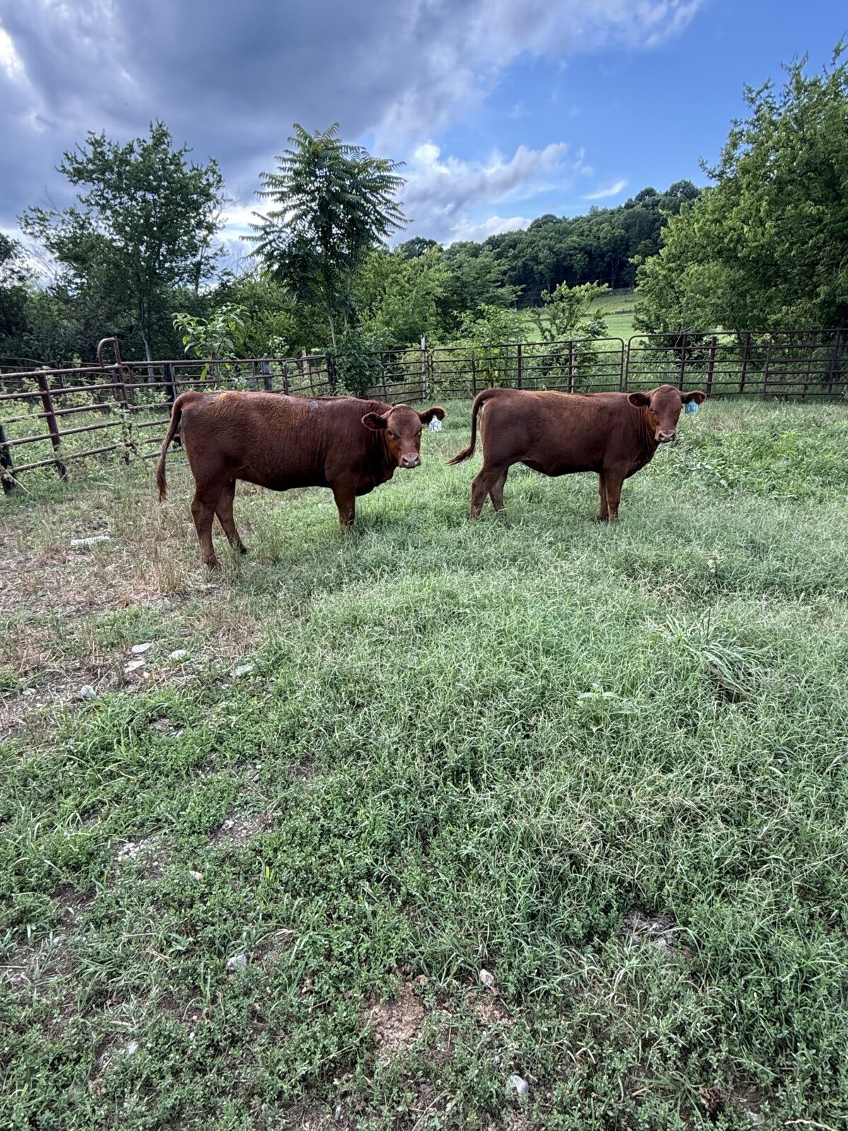 Percentage South Poll Heifers