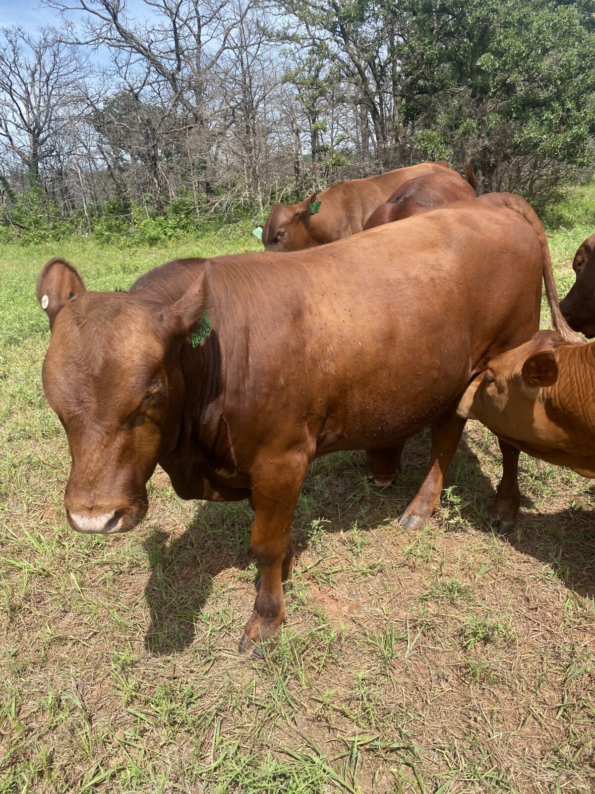 Registered Full blood Bull 15 mo old , great temperament. Very slick. Passed BSE and Trich. $5,500 Tag#2504 Can deliver for 3.75 loaded mile.