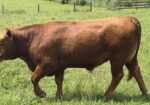 9404 Son Available