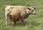50% registered cow, good mama,P3 preg vet confirmed