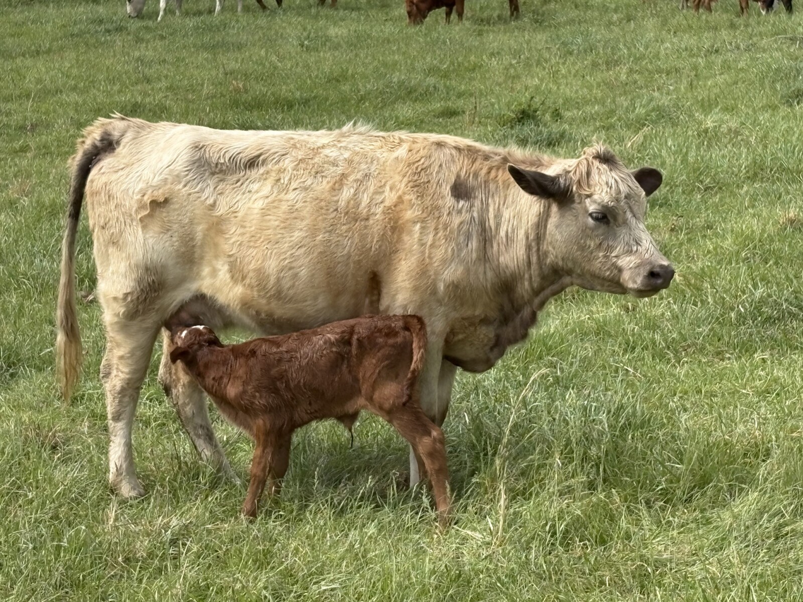 50% registered cow, good mama,P3 preg vet confirmed