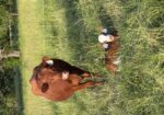 Cow 50% registered and bull calf