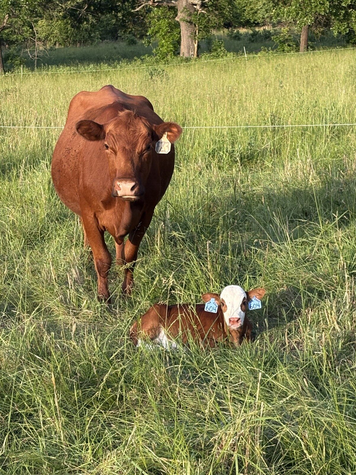 Cow 50% registered and bull calf