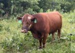 Purebred bull has Broadway/Bonafide lines slick 3year in July
