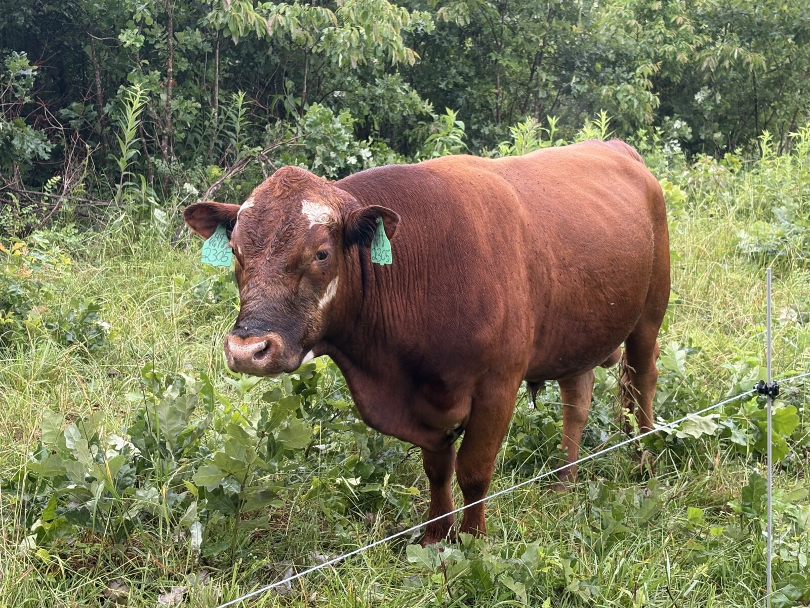 Purebred bull has Broadway/Bonafide lines slick 3year in July