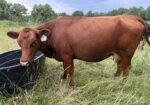 Cow 50% registered and bull calf
