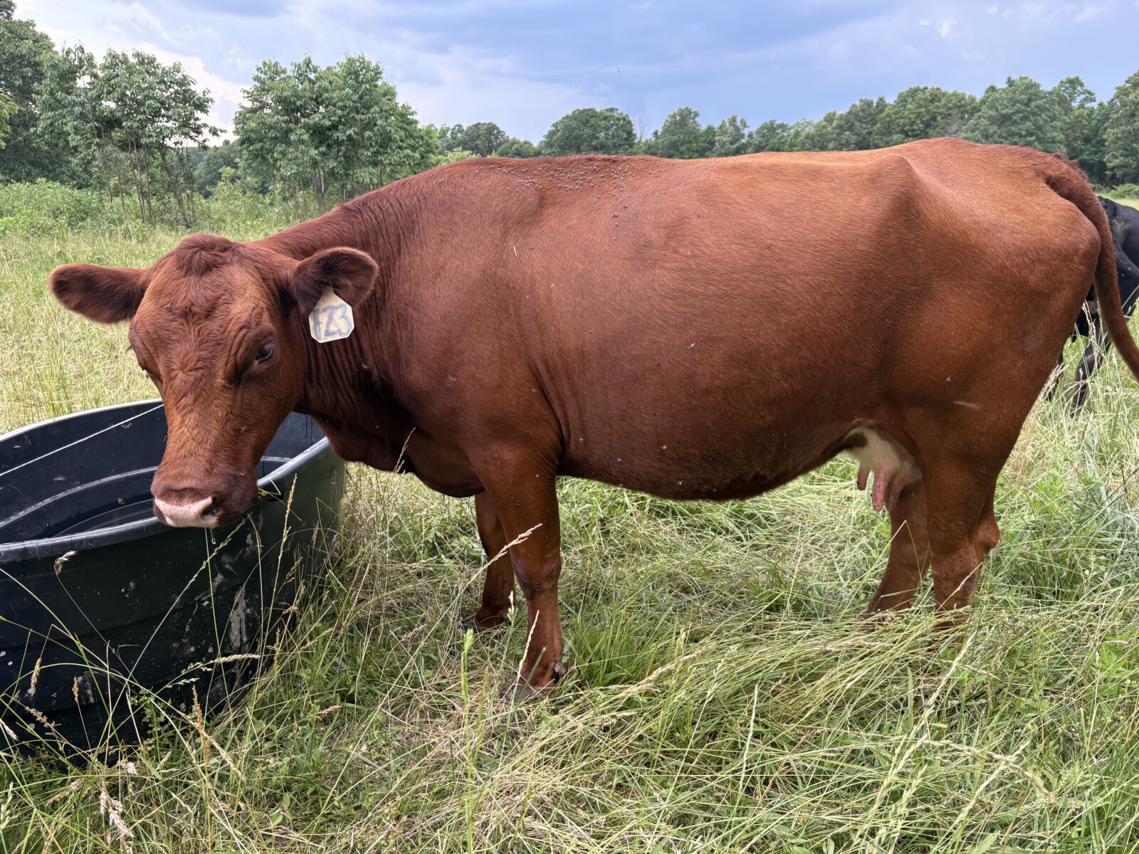 Cow 50% registered and bull calf