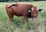Purebred Bull 3yrs in July. Broadway and Bonafide. Solid worker and great temperament