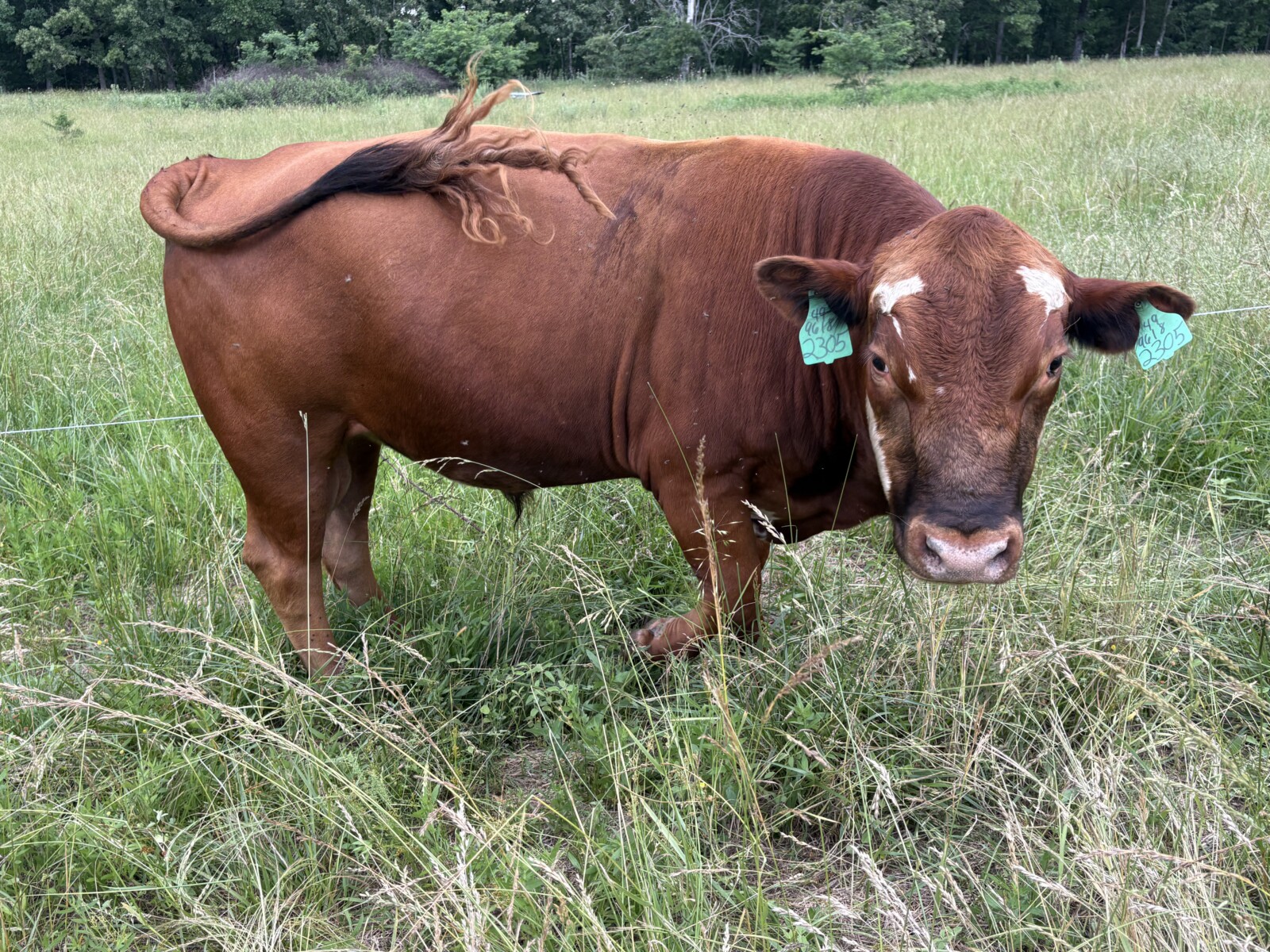 Purebred Bull 3yrs in July. Broadway and Bonafide. Solid worker and great temperament