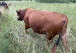 Purebred Bull 3yrs in July. Broadway and Bonafide. Solid worker and great temperament