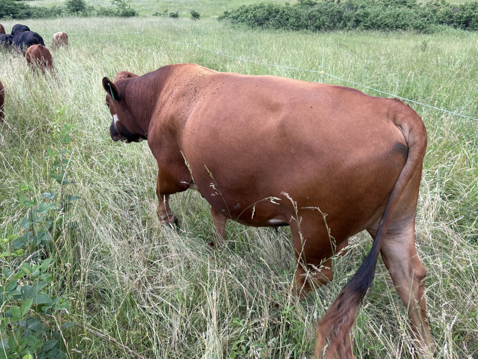 Purebred Bull 3yrs in July. Broadway and Bonafide. Solid worker and great temperament