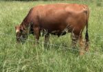 Purebred Bull 3yrs in July. Broadway and Bonafide. Solid worker and great temperament