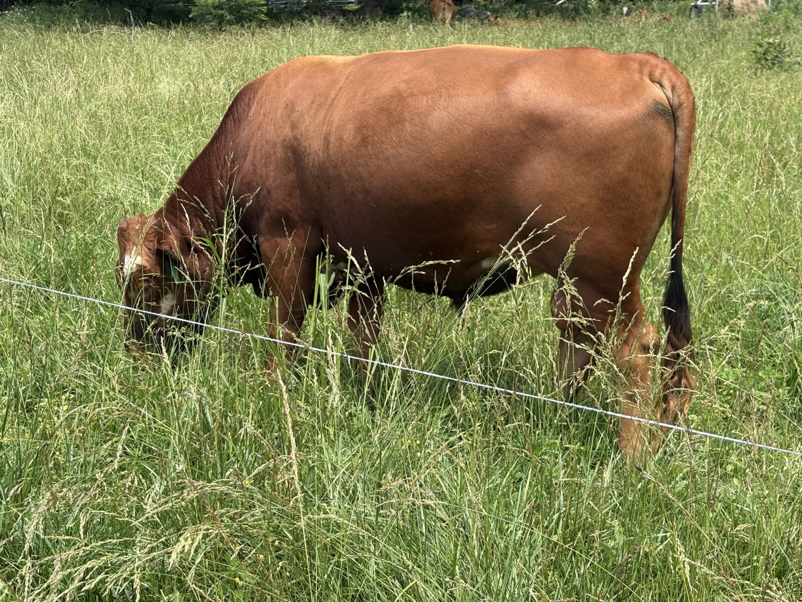 Purebred Bull 3yrs in July. Broadway and Bonafide. Solid worker and great temperament