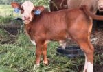 Cow 50% registered and bull calf