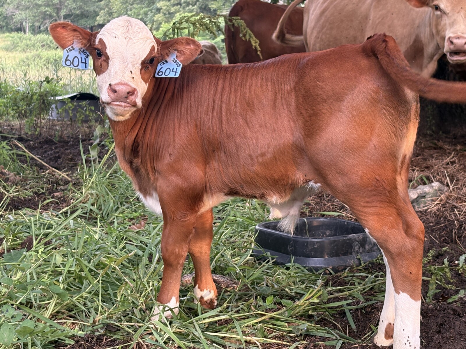 Cow 50% registered and bull calf