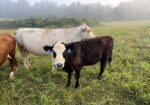 50% registered cow, good mama,P3 preg vet confirmed